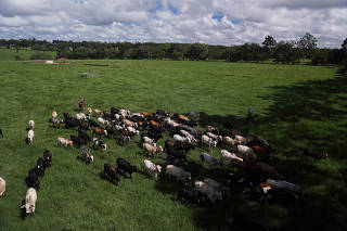 FILE PHOTO: A herd of cattle is seen at the Marupiara ranch in the city of Tailandia in the state of Para