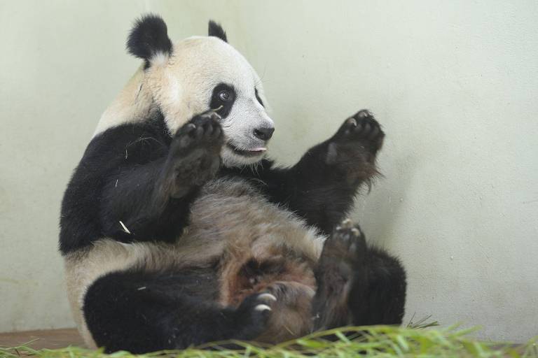 Panda Tian Tian fica sentado em sua jaula no zoológico de Edinburgo, na Escócia