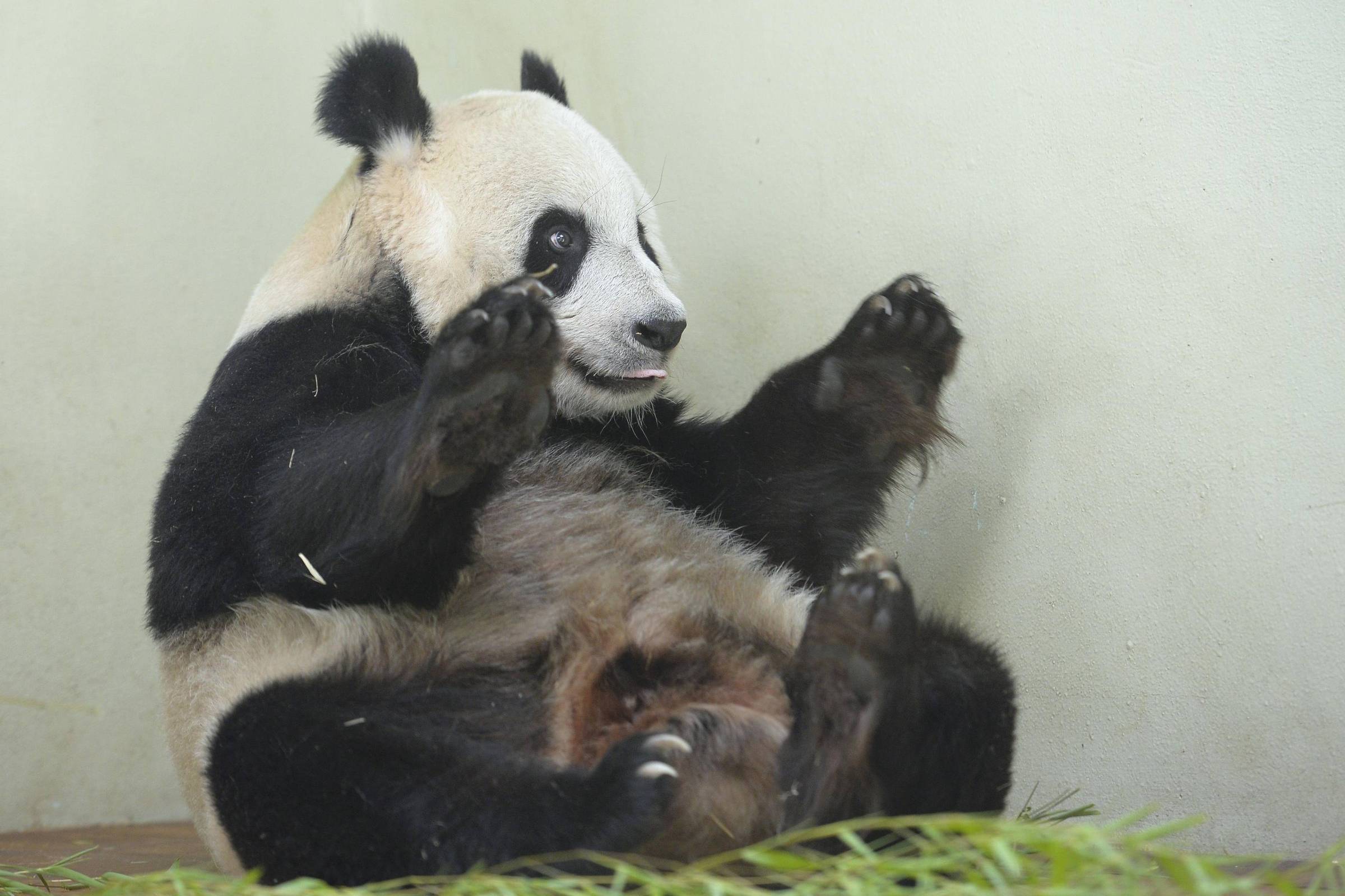 The return of a panda bear highlights battered relations between US and  China, International