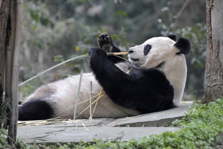 Urso panda Tian Tian se alimenta no zoológico em Sichuan, na China, em dezembro de 2011, antes de ser transferido para a Escócia