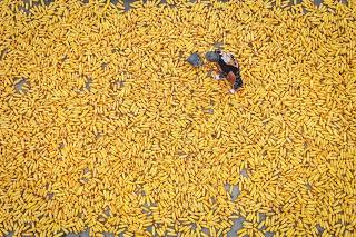 Raro rato gigante (do tamanho de um bebé) fotografado vivo pela primeira  vez - ZAP Notícias