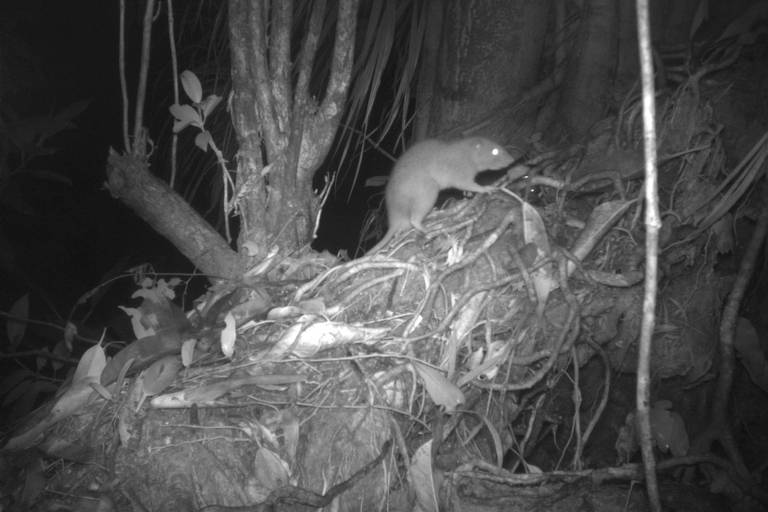 rato está sobre árvore em imagem em preto e branco