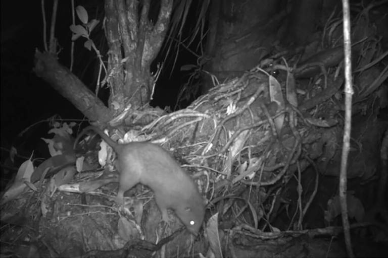 Rato gigante de Vangunu (Uromys vika) é fotografado vivo pela primeira vez