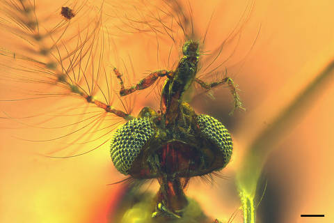 An undated handout image of a view from below of the head of a fossilized male mosquito, including elongated sucking-piercing mouthparts, trapped in amber found in central Lebanon dating to about 130 million years ago. Dany Azar/Handout via REUTERS    THIS IMAGE HAS BEEN SUPPLIED BY A THIRD PARTY NO RESALES. NO ARCHIVES ORG XMIT: GPD