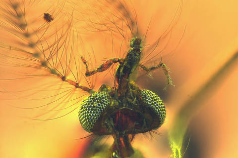 An undated handout image of a view from below of the head of a fossilized male mosquito, including elongated sucking-piercing mouthparts, trapped in amber found in central Lebanon dating to about 130 million years ago. Dany Azar/Handout via REUTERS    THIS IMAGE HAS BEEN SUPPLIED BY A THIRD PARTY NO RESALES. NO ARCHIVES ORG XMIT: GPD