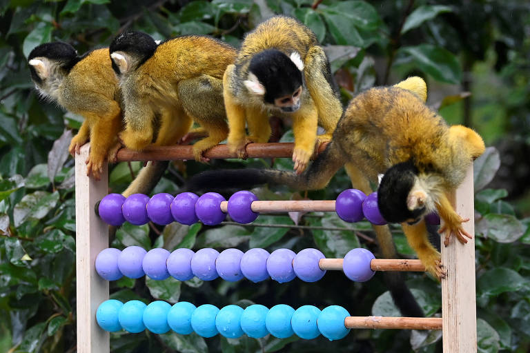 Macacos-esquilo brincam com ábaco no zoológico de Londres, no Reino Unido