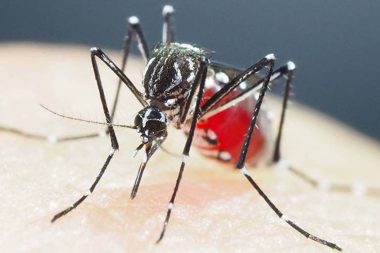Pesquisadores desenvolvem larvicida contra Aedes aegypti a partir de planta da mata atlântica