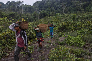 Ribeirinhos caminham na plantação após colherem guaraná na comunidade