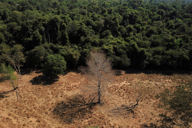 Vista aérea de árvore morta perto de uma floresta 