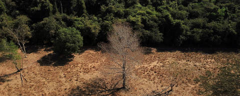 FILE PHOTO: An aerial view shows a dead tree near a forest on the border between Amazonia and Cerrado in Nova Xavantina, Mato Grosso state, Brazil July 28, 2021. Picture taken July 28, 2021 with a drone. REUTERS/Amanda Perobelli//File Photo ORG XMIT: FW1