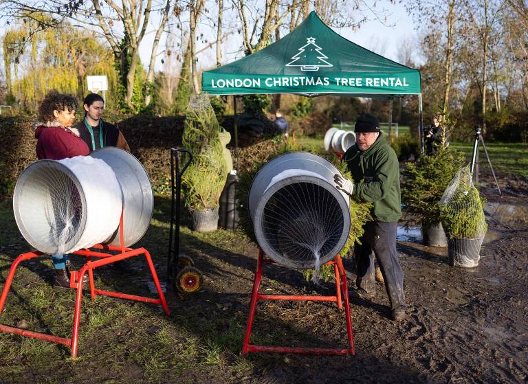 Em Londres, alugar árvore de Natal é opção mais ecológica e afetiva