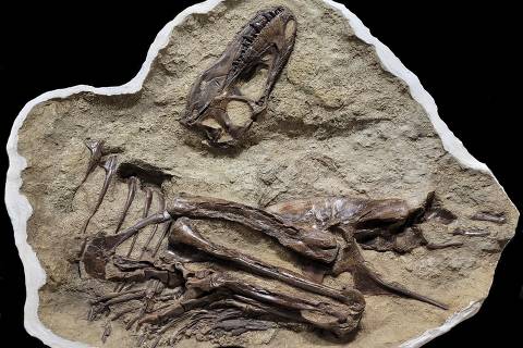 Left side of Gorgosaurus with gut contents