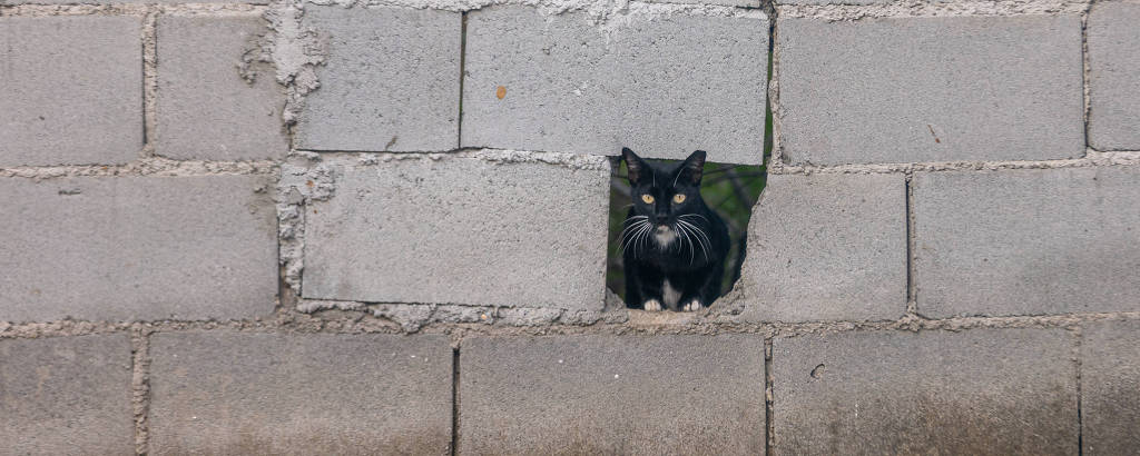 Um dos gatos resgatados em buraco de muro da casa em Maceió 