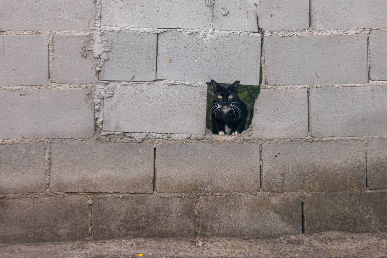  Um dos gatos em buraco de muro de casa em Maceió