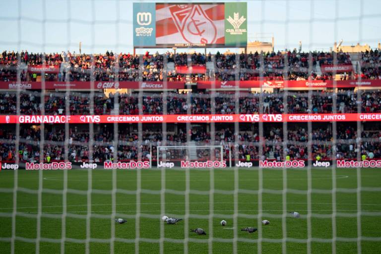 Pombos andam no gramado do estádio Los Cármenes, em Granada, após partida entre time da casa e Athletic Bilbao ser suspensa por causa de morte de torcedor
