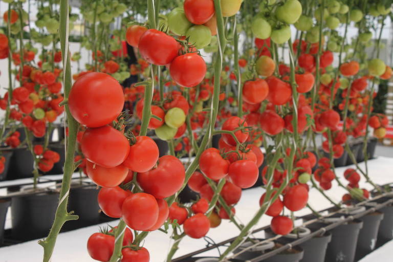 Plantação de tomate em estufa em fazenda experimental da empresa Sakata, em Bragança Paulista (SP)