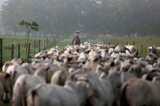 FILE PHOTO: A herd of cattle is seen at the Marupiara ranch in the city of Tailandia in the state of Para
