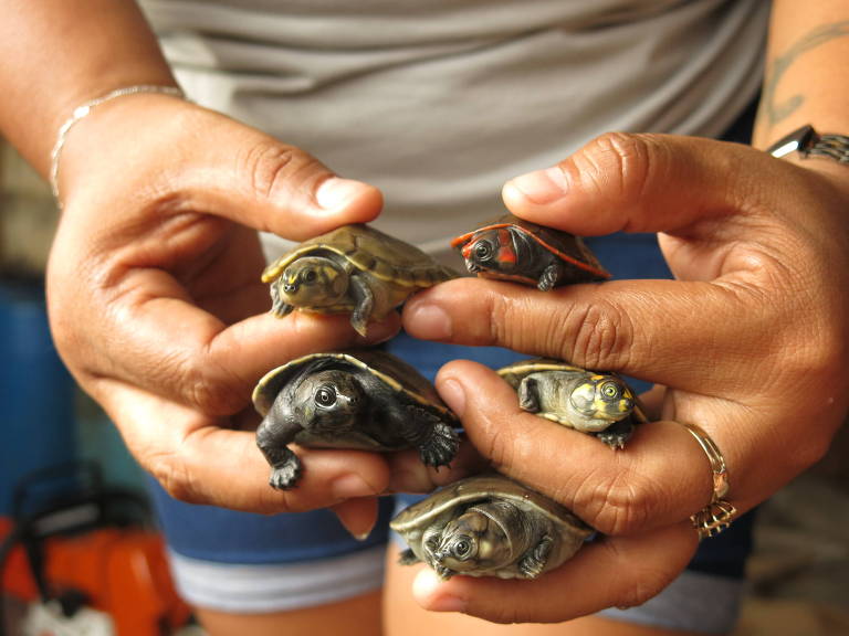 Filhotes de espécies resgatadas pelo projeto Bicho de Casco: irapuca, tracajá, tartaruga amazônica, cabeçudo e iaçá