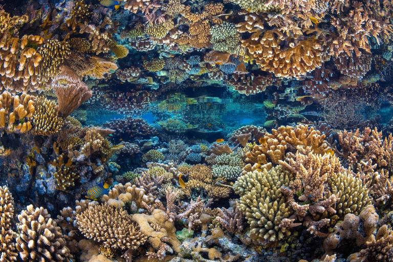 Corais imaculados refletidos durante a maré baixa