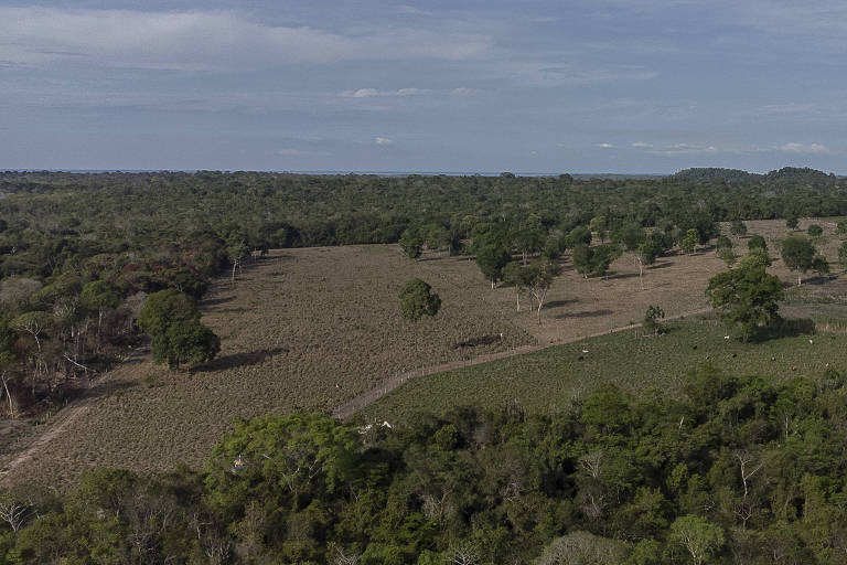 Vista de drone de área de floresta com clareiras