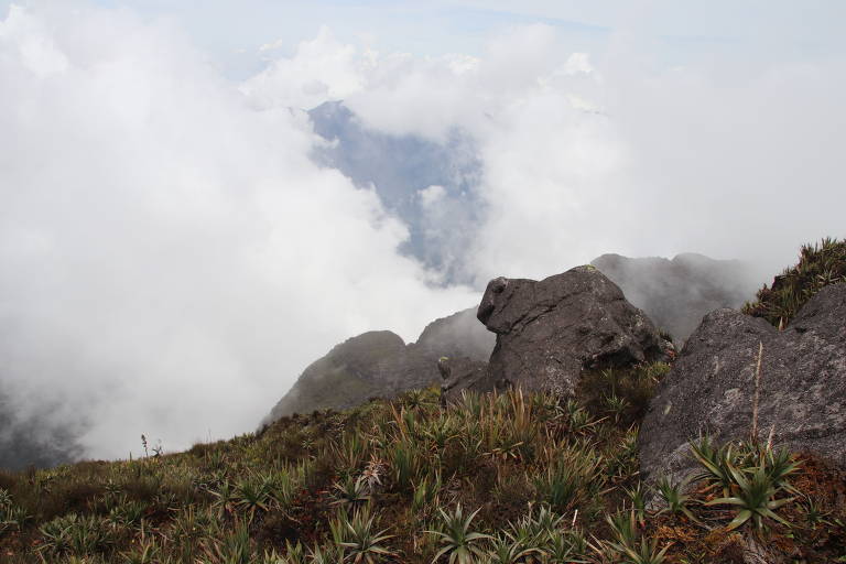 Habitat da espécie de sapo Neblinaphryne mayeri, no Pico da Neblina, em Roraima, extremo norte do país.
