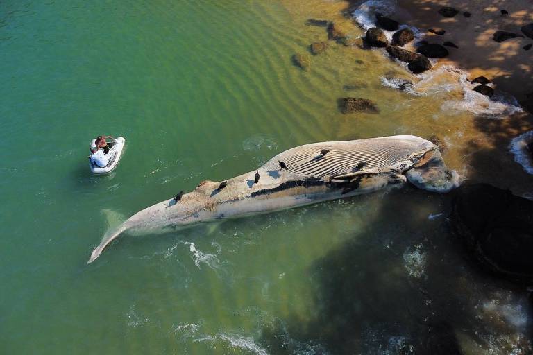A imagem mostra uma baleia dentro do mar e um barco pequeno