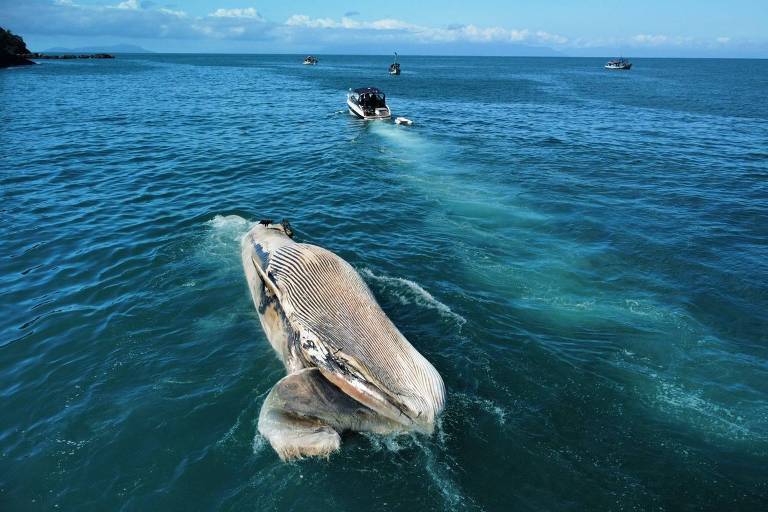 A imagem mostra uma baleia puxada por um barco no mar