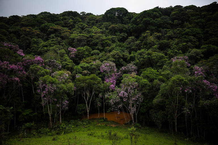 Imagens mostra paisagem tomada por copas de árvores verdes e algumas com  coloração rosada