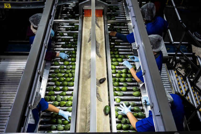 Pessoas pegam abacates em uma esteira industrial