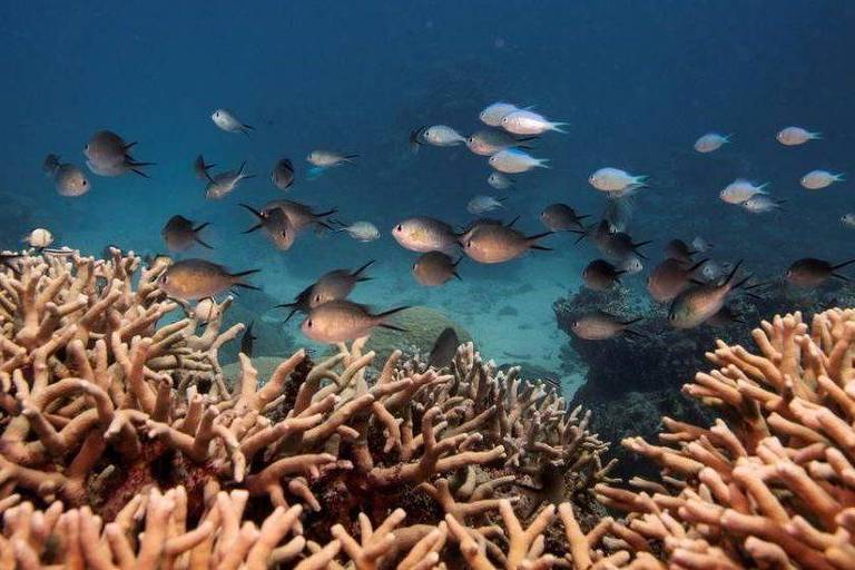 As ilhas de corais na Austrália que correm risco de desaparecer