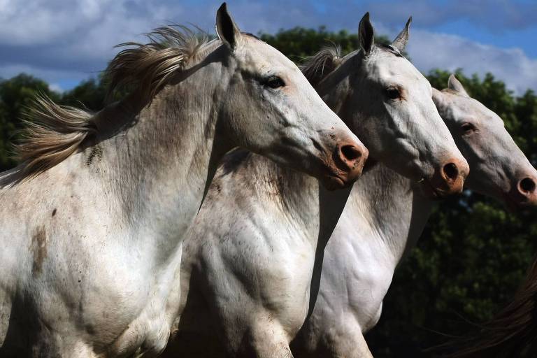 Indígenas já criavam cavalos na Argentina bem antes de contato com europeus