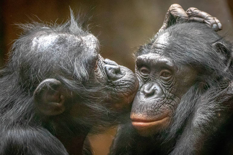 Chimpanzés conseguem se lembrar de rostos que não veem há anos