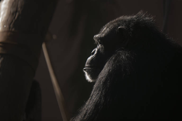 Chimpanzés conseguem lembrar rostos que não veem há anos