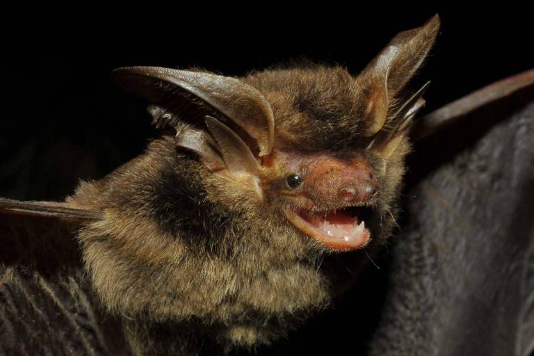 Morcego 'brasileiro' é reencontrado depois de ficar mais de um século desaparecido