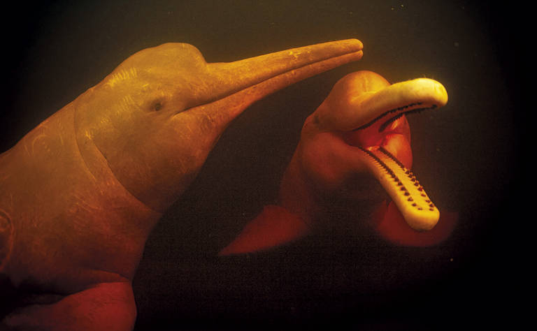 Fotografia subaquática mostra botos em um ambiente aquático turvo. O boto é caracterizado por sua cabeça bulbosa, focinho longo com vários dentes visíveis e uma pele lisa e rosada que contrasta com a água escura. Seus olhos são pequenos