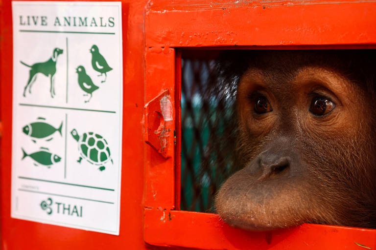 Orangotango apreendido é transferido da Tailândia para a Indonésia; veja fotos de hoje