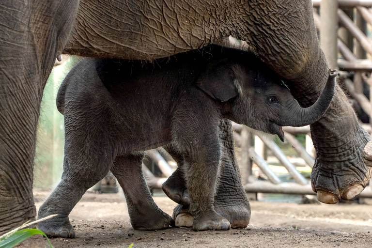 Bebê elefante anda perto de sua mãe em zoológico na Indonésia; veja fotos de hoje