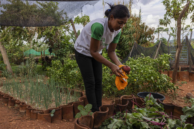 A agricultora Ana Leide Carvalho da Silva colhe legumes na horta de sua casa, no quilombo do Baixão, na zona rural de Betânia do Piauí. Ele é parte do projeto Quintais Produtivos, desenvolvido pela ONG Novo Sertão, que estimula a producao de hortalicas por mulheres dessa comunidade do semiárido