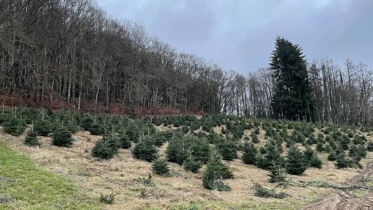 Plantação de pinheiros, árvores naturais que serão utilizadas como árvores de Natal