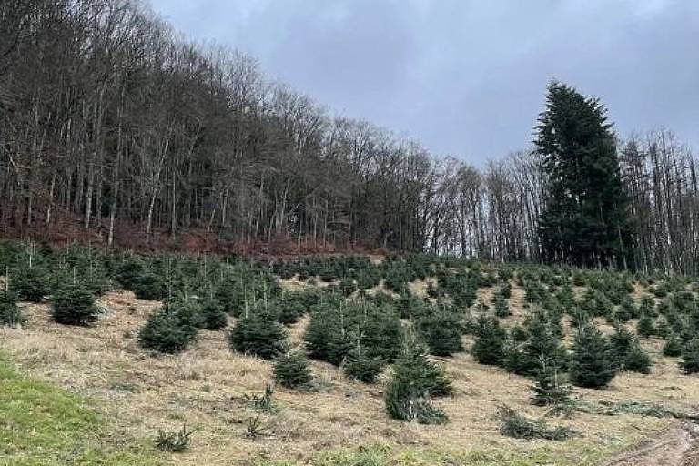 Como as árvores de Natal impactam o meio ambiente na França