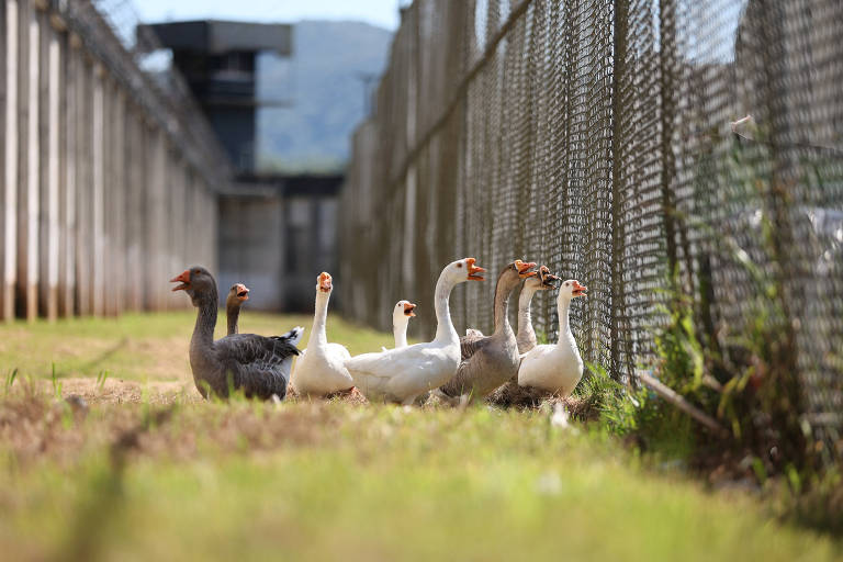 Veja fotos de gansos que ajudam na segurança de presídio de Santa Catarina