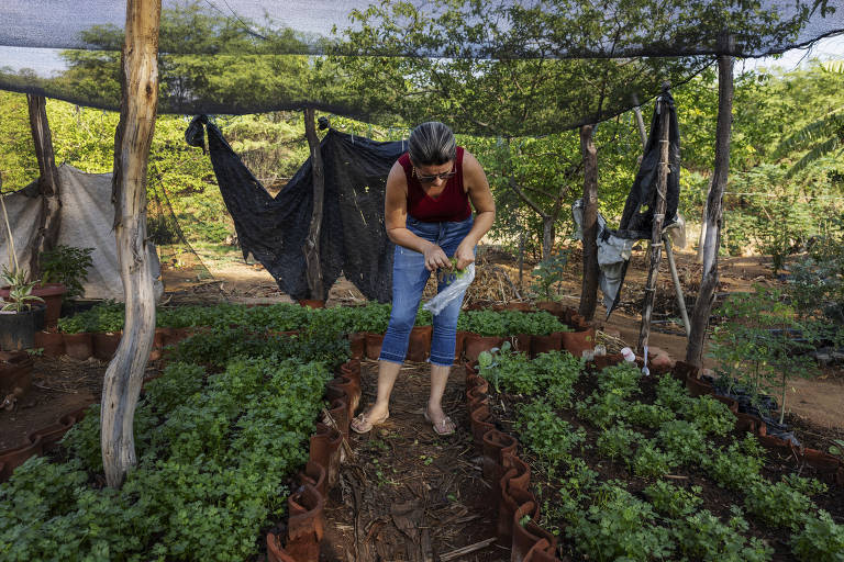 Rosinalva da Silva Rodrigues, 47, colhe coentro no seu quintal, na zona rural de Betânia do Piauí. A agricultora participa do projeto Quintais Produtivos da ONG Novo Sertão