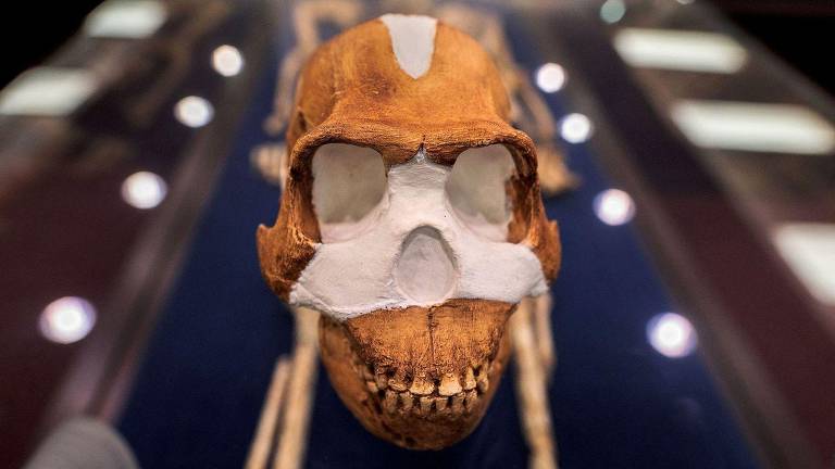 Crânio do 'Homo naledi' 