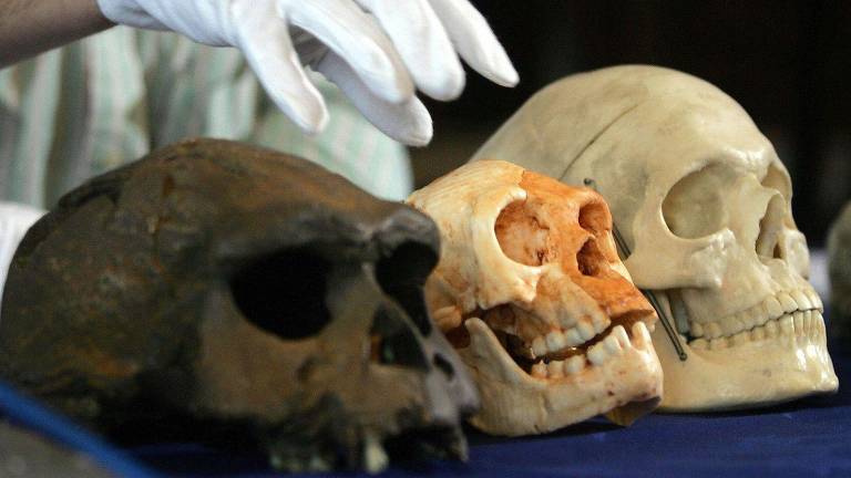 Crânio do Homo floresiensis