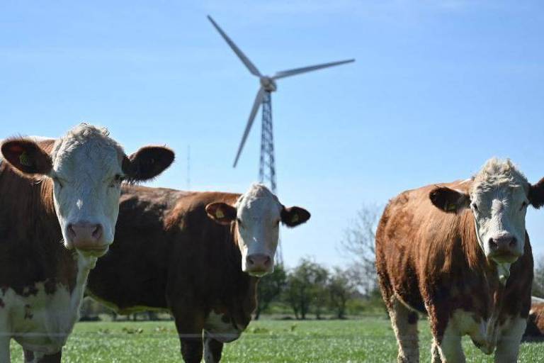 Torre de energia eólica com três vacas a frente.