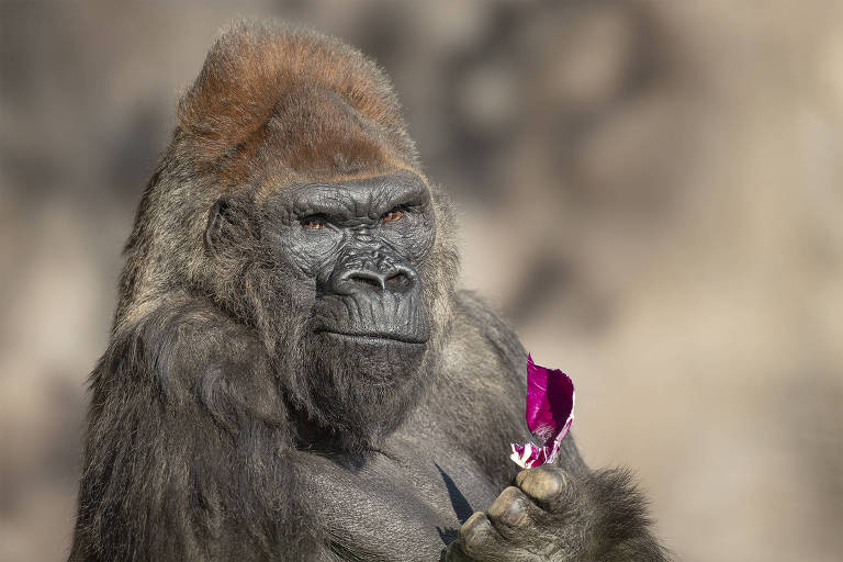 Gorila de 51 anos faz veterinários enfrentarem dilema sobre tratamento