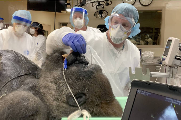 Gorila está deitado sobre maca diante de veterinário, que segura um tubo em seu nariz