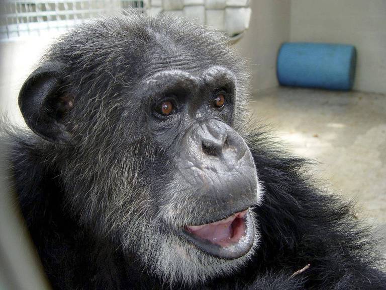 A chimpanzé Chita, que esteve no filme Tarzan, com o ator Johnny Weissmuller