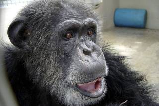 Handout photo of chimpanzee named 