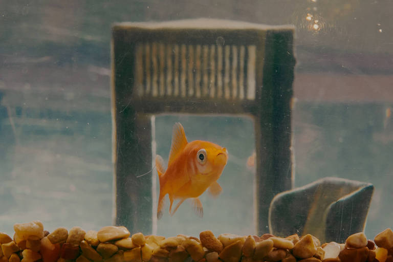Pequeno peixe-dourado em aquário em Manhattan, nos Estados Unidos